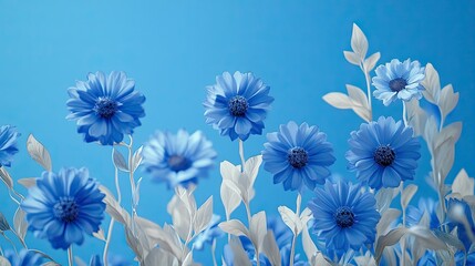 Cornflowers against the blue sky
