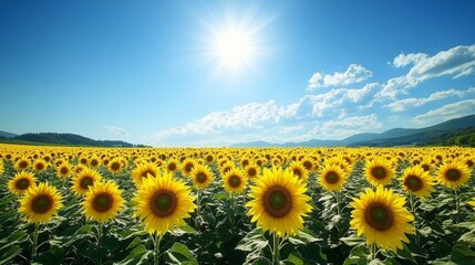 Fototapeta premium A wide-angle shot of a sunflower field under a bright blue sky, tall yellow flowers in rows, on solid white background, single object