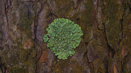 Lichen on the trunk of a pine tree. Parmélia sulcáta