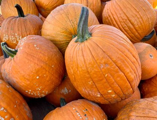 Large ripe pumpkins for fall festival.