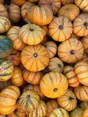 Pile of Decorative Mini Pumpkins

