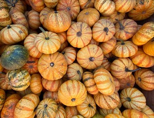 Small stripped pumpkins in a big bin at a pumpkin patch.