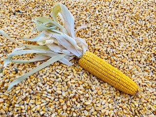 Ear of Corn on Pile of Dried Kernels

