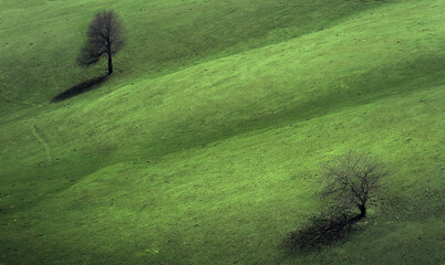Two horses on the grass