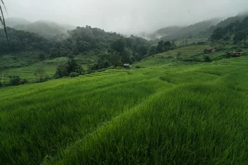 Dark green rice field landscape on a rainy day