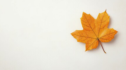 Fototapeta premium Delicate Leaf Resting on a Clean White Wall, Showcasing Natures Beauty Against a Minimalist Background