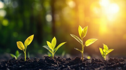A close up of three young plants growing in the dirt
