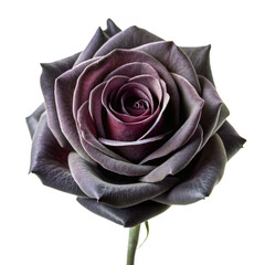 Black Rose Flower Isolated on Transparent Background