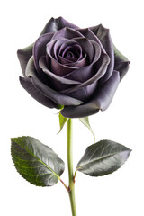 Black Rose Flower Isolated on Transparent Background