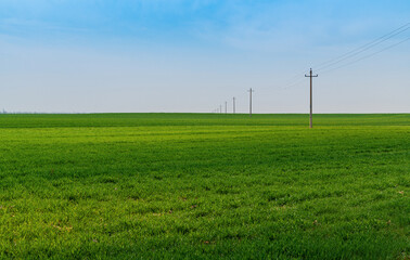 Green wheat field landscape