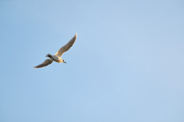 Seagull flying in clear blue sky on sunny day
