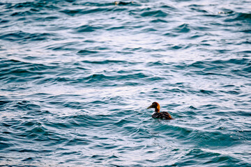 Duck swimming in wavy sea on sunny day
