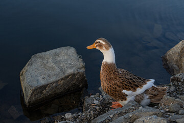 Wild duck birds on the lake
