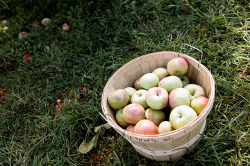 Apple Picking in the Fall