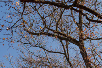 Bare branches reaching for the clear blue sky