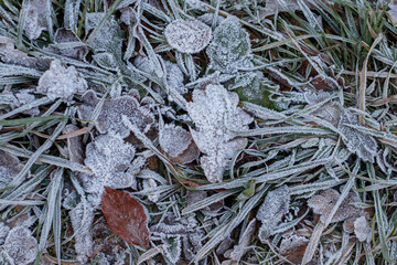 Frost covering grass and fallen leaves on the ground