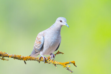 Oriental turtle dove, Streptopelia orientalis. species columbiforme