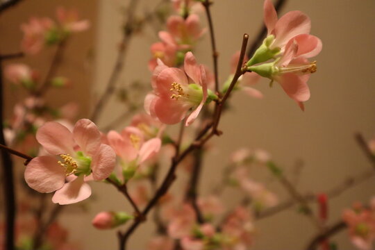 Close Up of a few Branches of Blooming Pink Flowering Quince