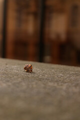 Snail crawling on a stone surface