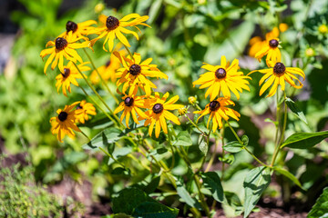 Black eyed Susan flower in Patagonia State Park, Arizona