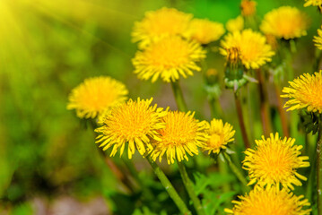 Yellow dandelions blooming on grass background
