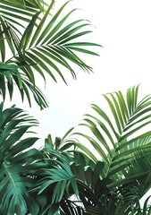 Obraz premium Tropical Green Palm Leaves on White Background