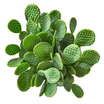 Artistic Green Cactus on a transparent background