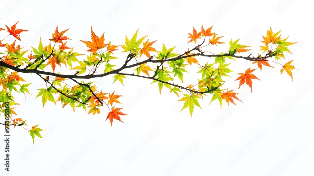 Poster Maple Tree Leaves on White Background : Generative AI