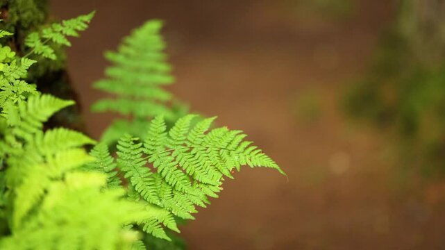 Green Ferns in The Hermitage