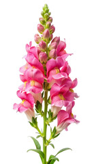 Obraz premium Isolated Snapdragon Flower on Transparent Background - High-Quality Botanical Image