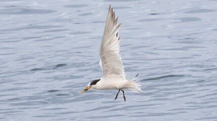 An Elegant Tern fishing in Santa Cruz CA