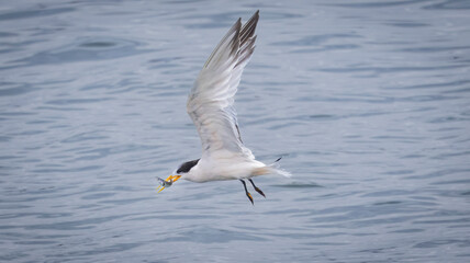 An Elegant Tern fishing in Santa Cruz CA