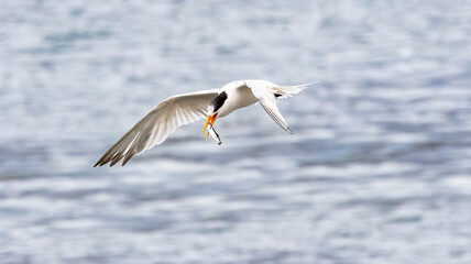 An Elegant Tern fishing in Santa Cruz CA