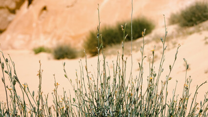 plant with green leaves against a desert canyon in Egypt Dahab South Sinai