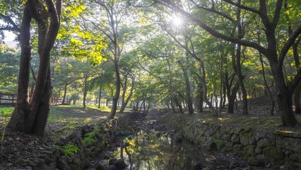영광 불갑사 꽃무릇이 없는 꽃무릇 축제장의 아침 햇살