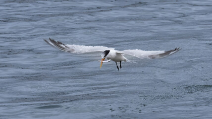 An Elegant Tern fishing in Santa Cruz CA
