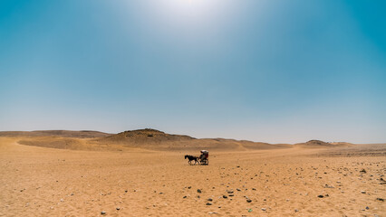 horse cart in egypt desert
