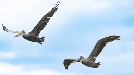 A Pelican taking flight in Santa Cruz, California