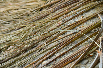 Dry palm tree leaf grass in the field, natural texture background