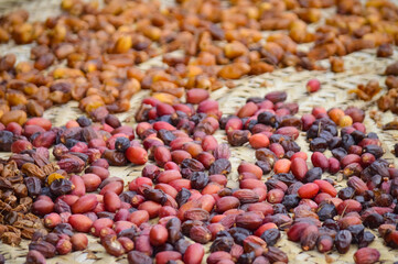close up of dates and dried fruit in garden new season fresh food palm plant