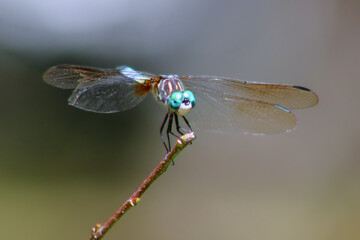 dragonfly on a branch