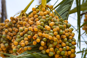 close up of dates fruit hanging on the tree, new season food farm