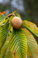 Closeup of fruit and leaves of Carolina horse chestnut (Aesculus × neglecta 'Autumn Fire') in a garden in autumn