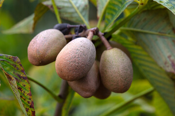 Closeup of fruit of Carolina horse chestnut (Aesculus × neglecta 'Autumn Fire') in a garden in autumn