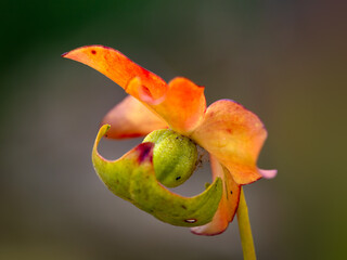 Closeup of flower of Pitcher plant (Sarracenia &times; readei)