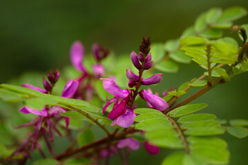 Closeup of flower of Indigofera himachalensis in a garden in early summer