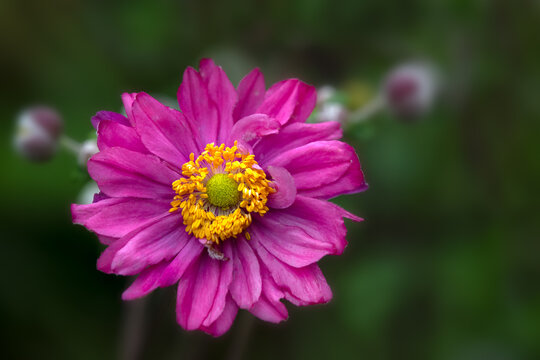Closeup of a single flower of Anemone hupehensis var. japonica 'Pamina' in a garden in early autumn