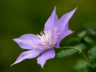 Closeup of a single flower of Clematis 'Crystal Fountain' in a garden in early autumn