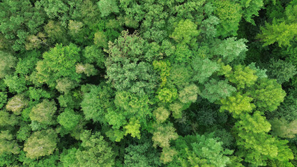 Green forest from above