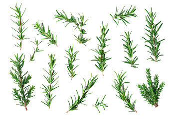 Naklejka premium leaves isolated on white background 